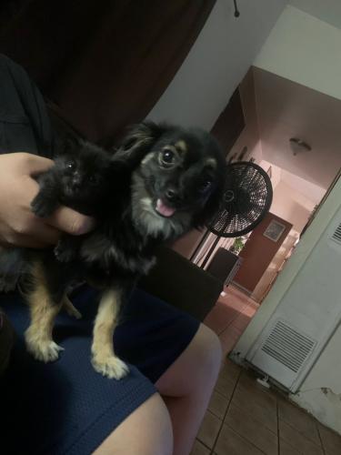 Lost Female Dog last seen Arenal and isleta , Albuquerque, NM 87105