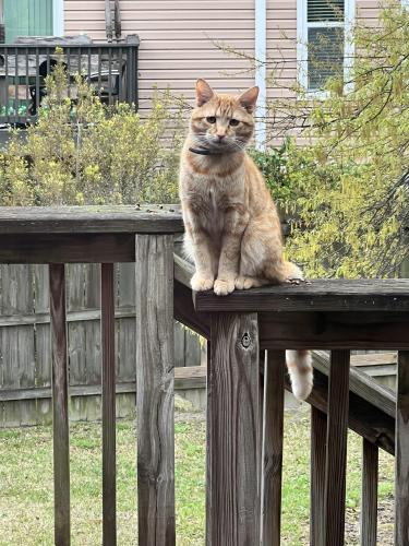 Lost Male Cat last seen Rosewood Dr, Columbia, SC 29205