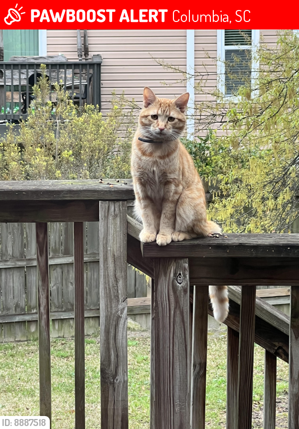 Lost Male Cat last seen Rosewood Dr, Columbia, SC 29205