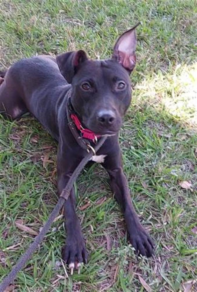 Shelter Stray Female Dog last seen Near BLOCK NW 50 ST, CORAL SPRINGS FL 33067, Davie, FL 33312
