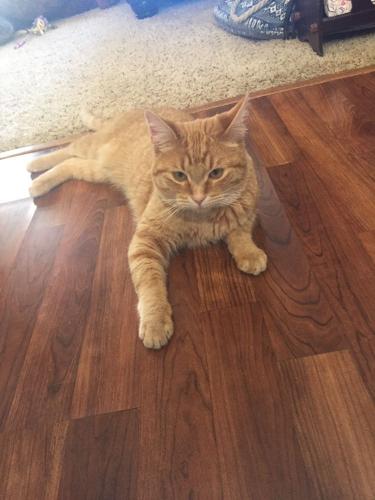 Lost Male Cat last seen Pecos & Archibeque, Rio Rancho, NM 87124