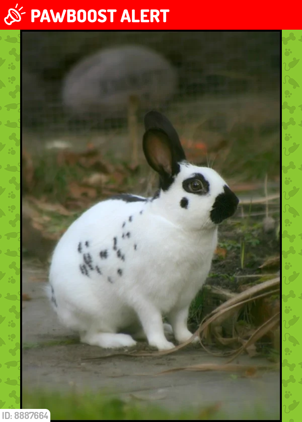 Lost Female Rabbit last seen 49th & River Rd., Pennsauken Township, NJ 08110