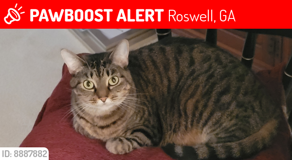 Lost Female Cat last seen Near crabtree drive, Roswell, GA 30076
