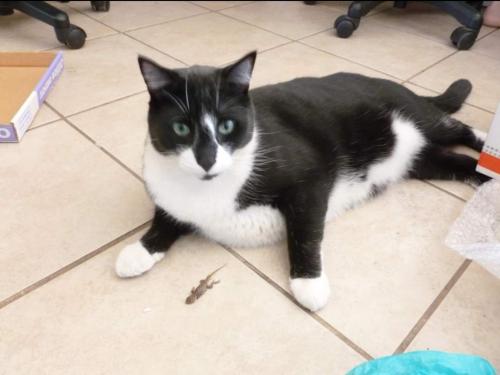 Lost Male Cat last seen Grant and Silverbell, Tucson, AZ 85745