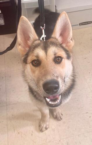 Found/Stray Female Dog last seen Payne and Phalen, Saint Paul, MN 55106