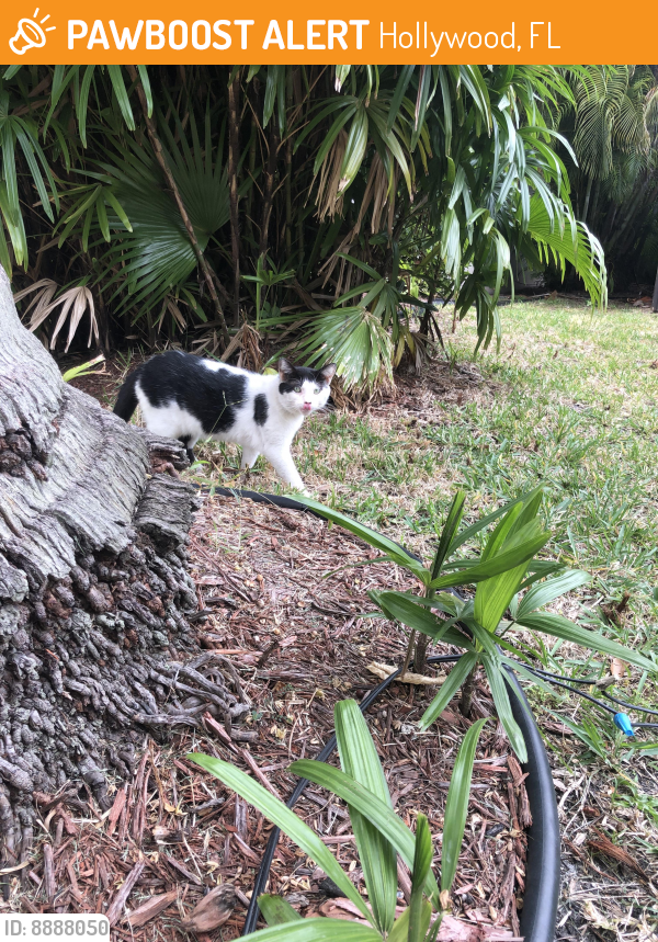 Found/Stray Male Cat last seen Washington/South Lake Drive, Hollywood, FL 33019