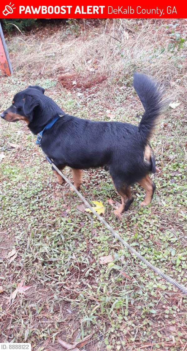 Lost Male Dog last seen Marbut rd, DeKalb County, GA 30058