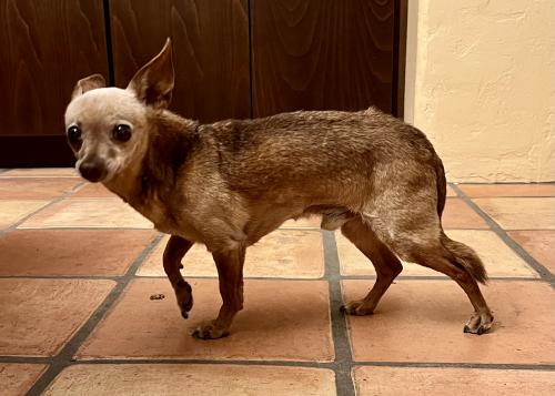 Found/Stray Male Dog last seen Broadway and Alvernon, Tucson, AZ 85711