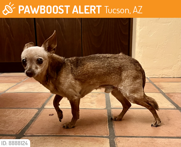 Surrendered Male Dog last seen Broadway and Alvernon, Tucson, AZ 85711