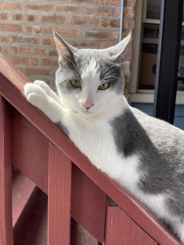 Lost Male Cat last seen Touhy and Western , Chicago, IL 60645