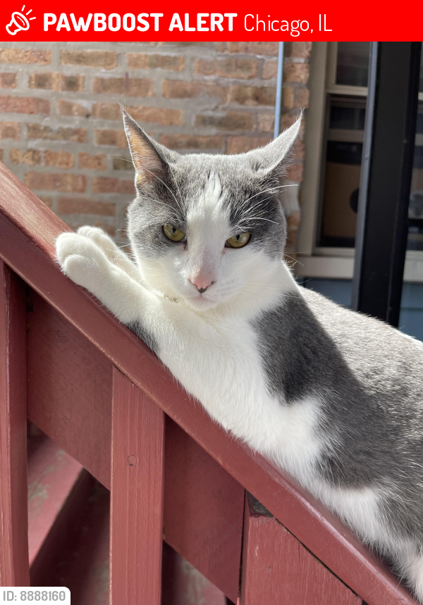 Lost Male Cat last seen Touhy and Western , Chicago, IL 60645