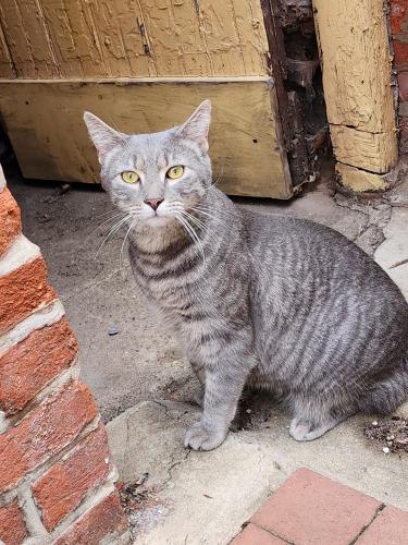 Found/Stray Male Cat last seen 6th /Montrose st , Philadelphia, PA 19147