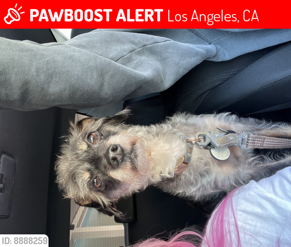 Lost Male Dog last seen Venice Fairfax , Los Angeles, CA 90019