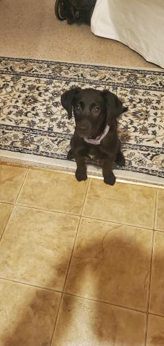 Found/Stray Female Dog last seen Close to Battle creeks Park and holiday gas station Mc night road between Maplewood and Woodbury mn, Maplewood, MN 55119