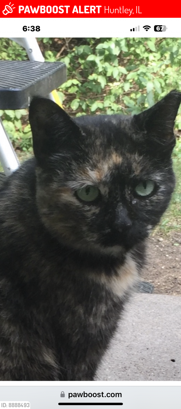Lost Female Cat last seen Grove and Main Street , Huntley, IL 60142