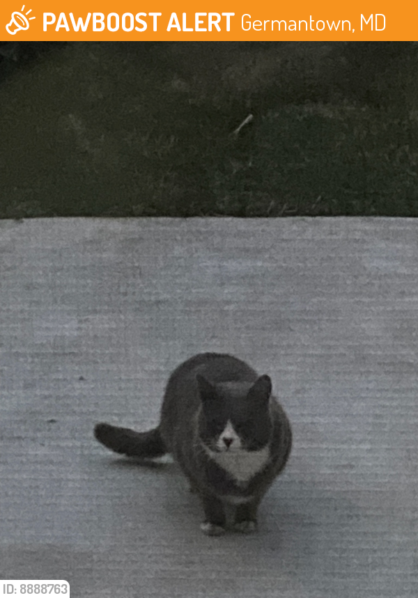 Found/Stray Unknown Cat last seen Fox Chapel Elementary School , Germantown, MD 20876