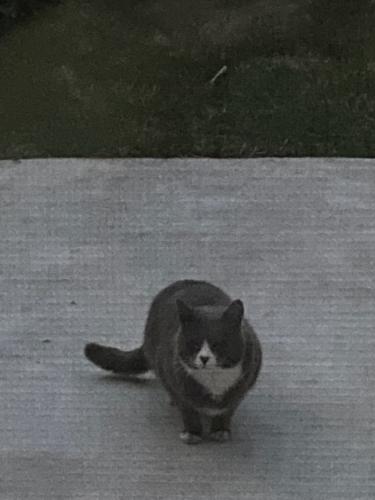 Found/Stray Unknown Cat last seen Fox Chapel Elementary School , Germantown, MD 20876