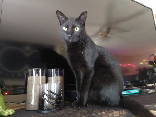 Lost Male Cat last seen Country Club Drive and Graves Street , Mineola, TX 75773