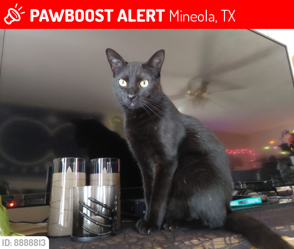 Lost Male Cat last seen Country Club Drive and Graves Street , Mineola, TX 75773