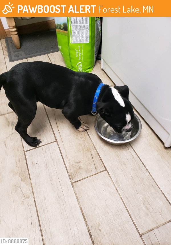 Found/Stray Male Dog last seen Highway 97 in Forest Lake, Forest Lake, MN 55025