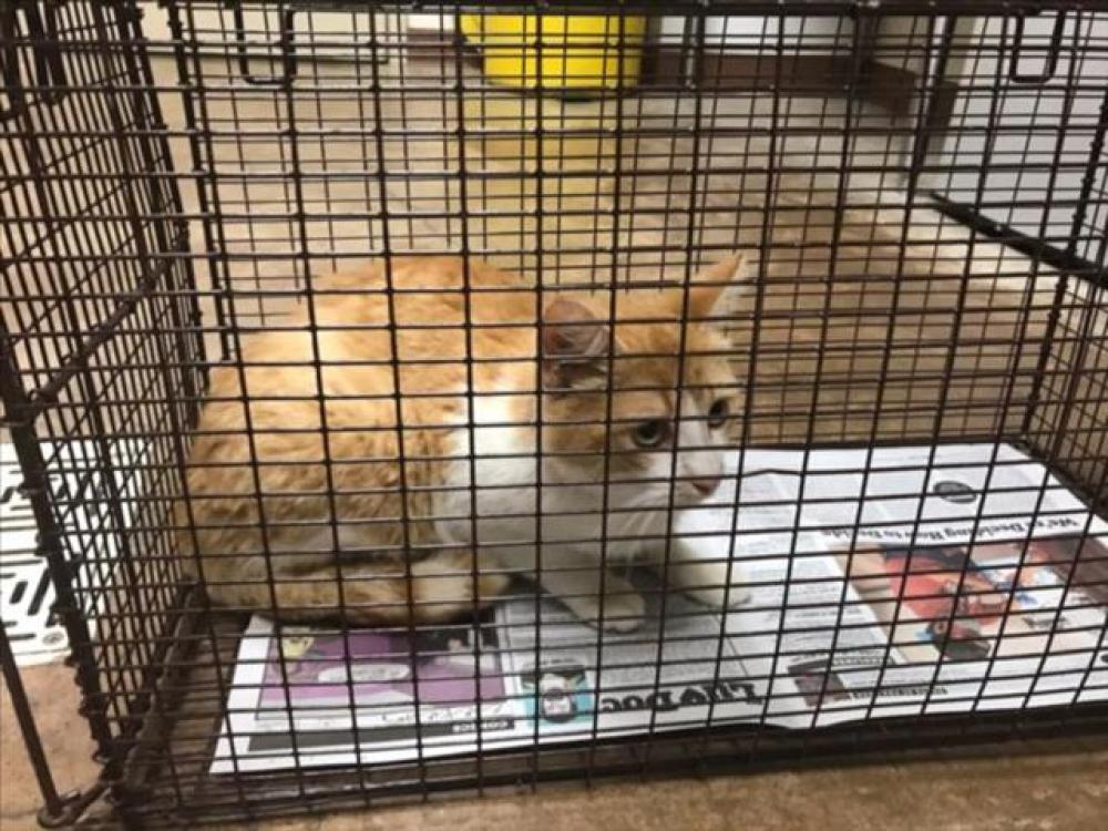 Shelter Stray Male Cat last seen Near BLOCK EVELYN RD, Austin, TX 78702