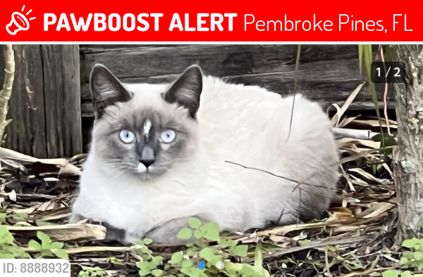 Lost Male Cat last seen Near NW 24th Ct, Pembroke Pines, FL 33024, Pembroke Pines, FL 33024