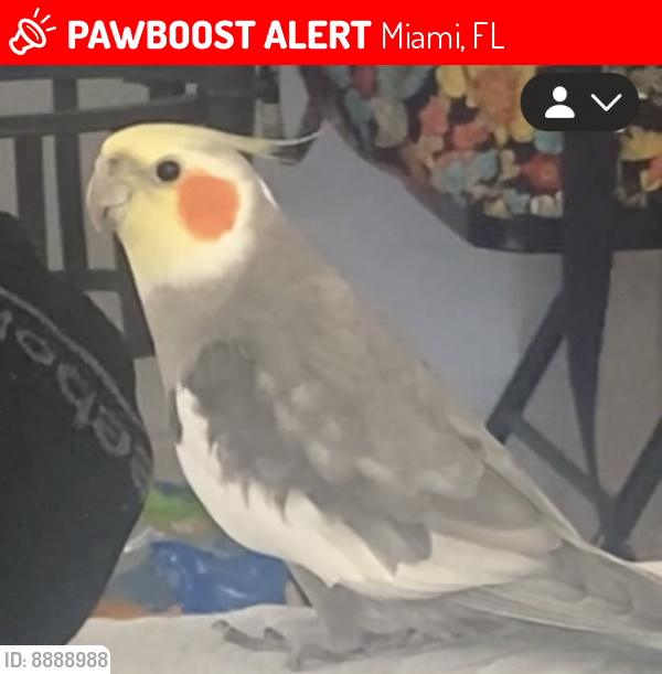 Lost Unknown Bird last seen arvida park , Miami, FL 33186
