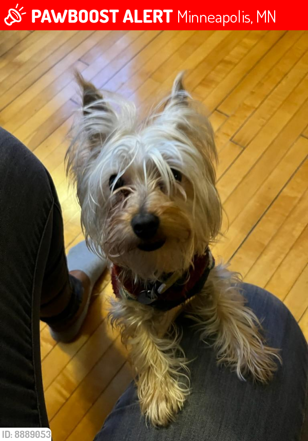 Lost Female Dog last seen 13th Ave S and 19th St; not far from the Franklin Aldi, Minneapolis, MN 55404