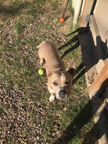 Lost Female Dog last seen Near E24th Street, right outside my hse. near 22nd and Wilmot Road, Tucson, AZ 85711