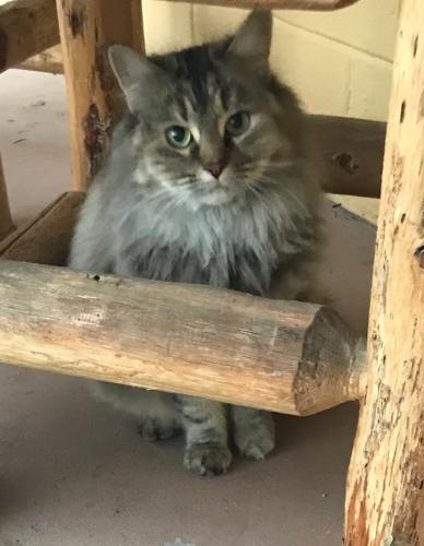 Found/Stray Female Cat last seen Campbell Ave and Broadway Blvd, Tucson, AZ 85719