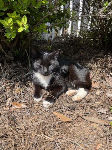 Found/Stray Unknown Cat last seen Grandview at Lake Murray Apartments, Irmo, SC 29212