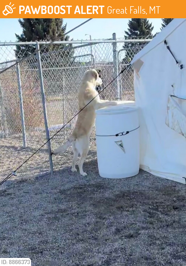 Shelter Stray Male Dog last seen Near Block 25th Avenue NE, GREAT FALLS, MT, 59404, Great Falls, MT 59401