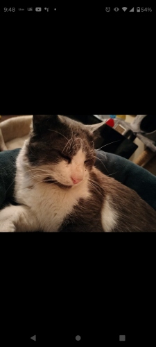 Lost Male Cat last seen 51st Ave and olive , Glendale, AZ 85302