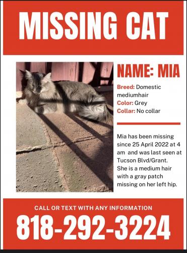 Lost Female Cat last seen Tucson Blvd and Grant Road, Tucson, AZ 85716