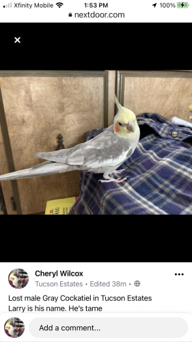 Lost Male Bird last seen Western Way & Kinney , Tucson Estates, AZ 85735