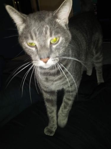 Lost Male Cat last seen 107th Ave and Northern Ave, Peoria, AZ 85345