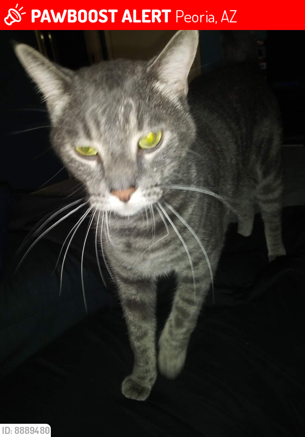 Lost Male Cat last seen 107th Ave and Northern Ave, Peoria, AZ 85345