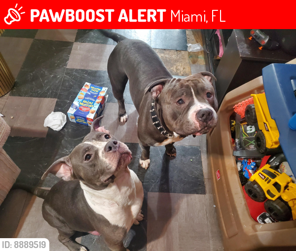Lost Female Dog last seen Por donde dade pet adoption, Miami, FL 33172