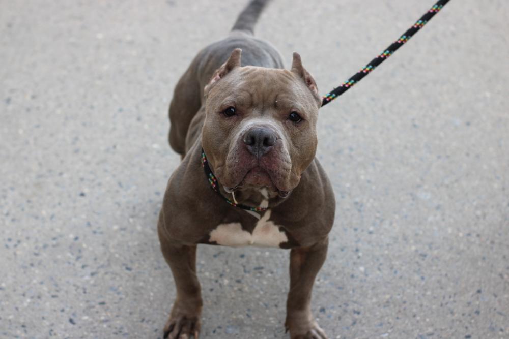 Shelter Stray Female Dog last seen Allerton Avenue, BRONX, NY, 10467, New York, NY 10029