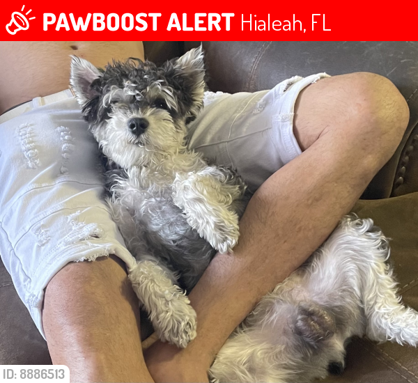 Lost Male Dog last seen Hialeah fl , Hialeah, FL 33012