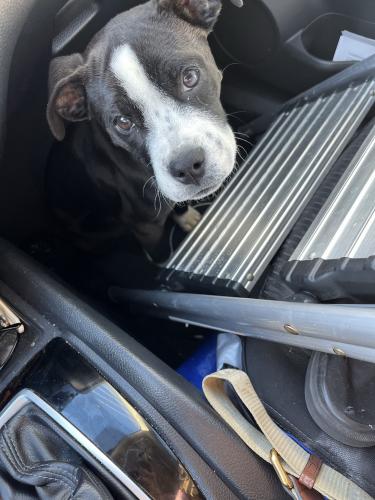Lost Female Dog last seen Glenn/mountain, Tucson, AZ 85719