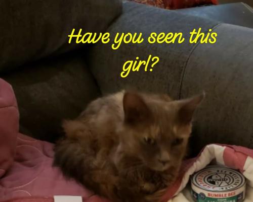 Lost Female Cat last seen Hollingshed Rd and dutch drive , Irmo, SC 29063