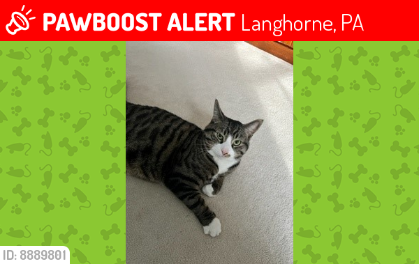 Lost Male Cat last seen Near Dilworth Lane , Langhorne, PA 19047