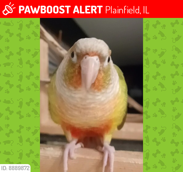 Lost Female Bird last seen Renwick , Plainfield, IL 60586