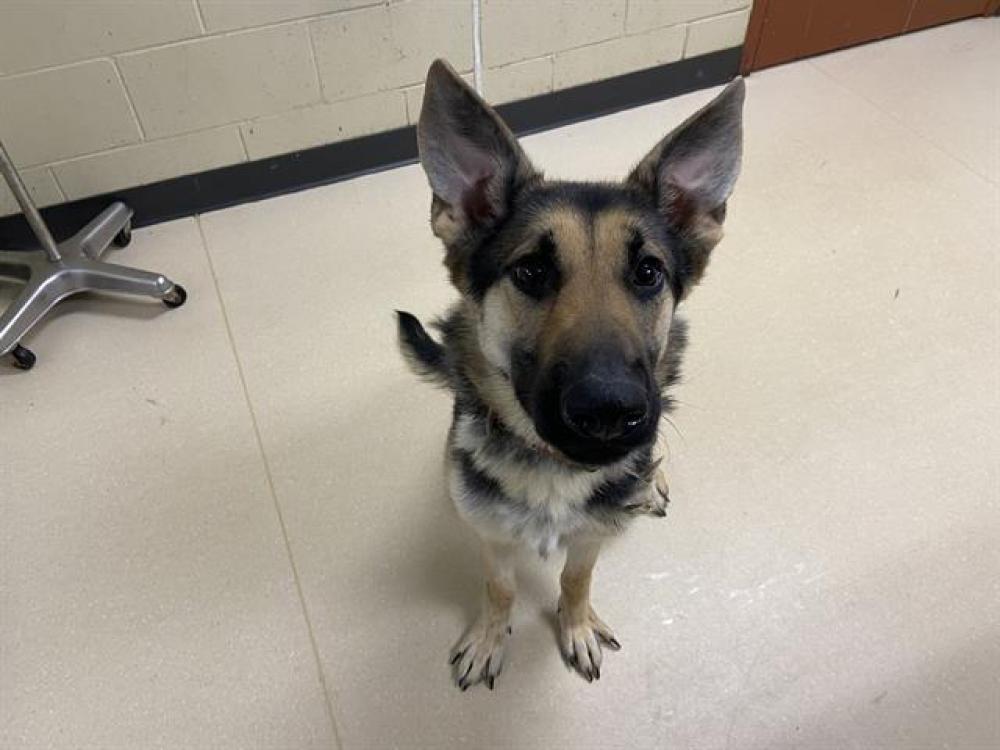 Shelter Stray Female Dog last seen 40TH BLUEMOUND, West Milwaukee, WI 53215