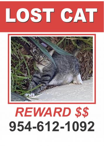 Lost Male Cat last seen Atlantic ave/a1a, Pompano Beach, FL 33062