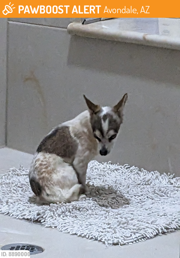 Found/Stray Male Dog last seen 107th Ave & Encanto blvd, Avondale, AZ 85392