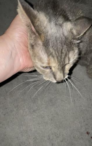 Found/Stray Female Cat last seen Deerwood, Three Lakes, FL 33186