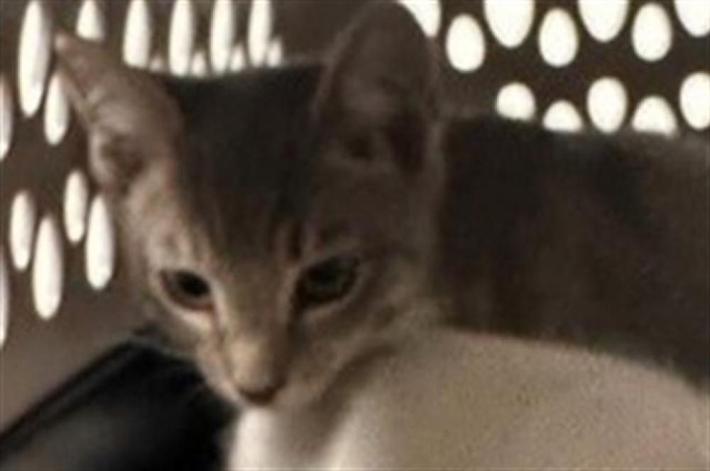 Shelter Stray Female Cat last seen Near BLOCK SHERATON DR, MIRAMAR FL 33025, Davie, FL 33312