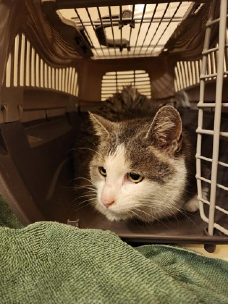 Shelter Stray Male Cat last seen Fairfax-11910 Inverness, Fairfax County, VA, Fairfax, VA 22032